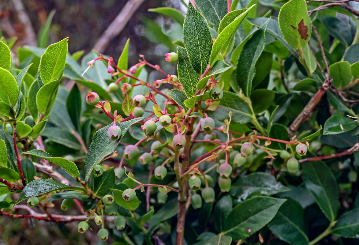 Изображение особи Vaccinium padifolium.