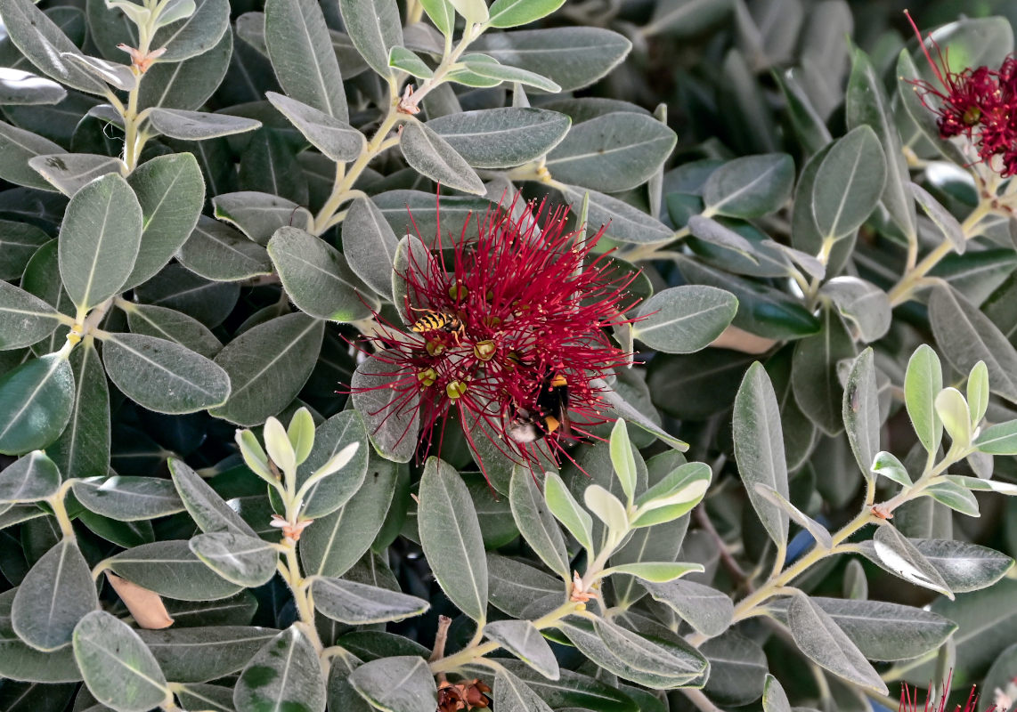 Image of Metrosideros excelsa specimen.