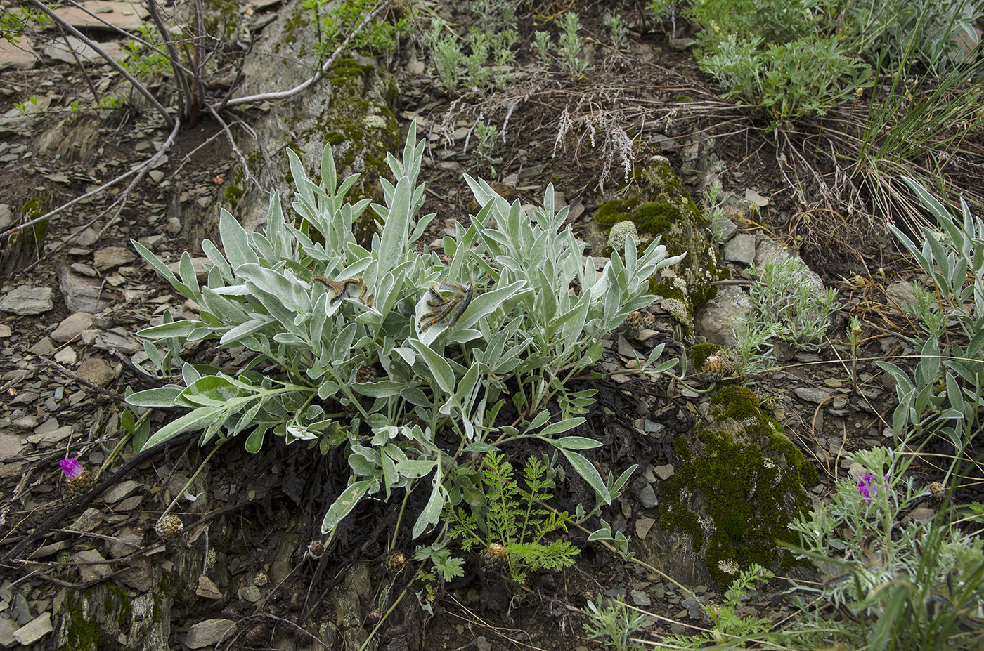 Image of Psephellus sibiricus specimen.