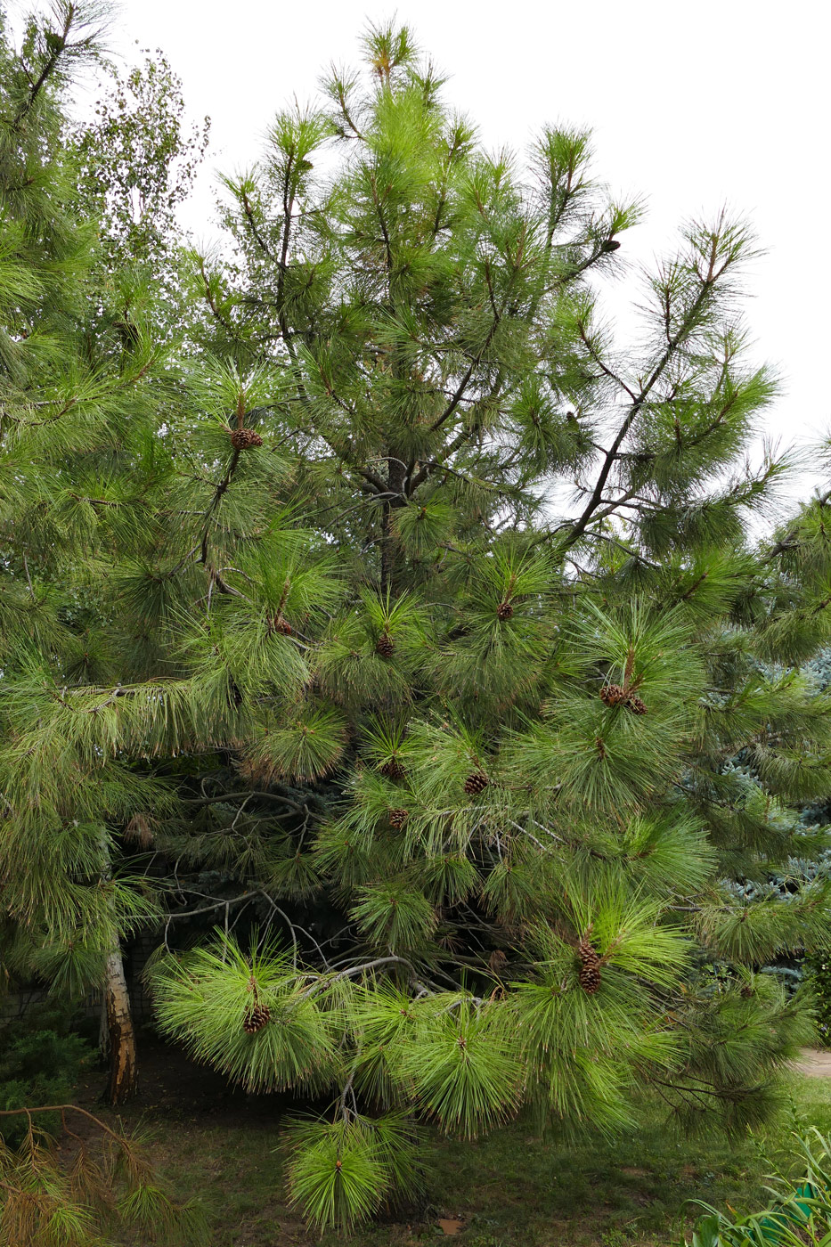 Изображение особи род Pinus.
