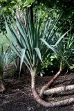 Yucca gloriosa. Побег вегетирующего растения. Краснодарский край, Сочи, Адлерский р-н, парк \"Южные культуры\", в культуре. 22 февраля 2026 г.