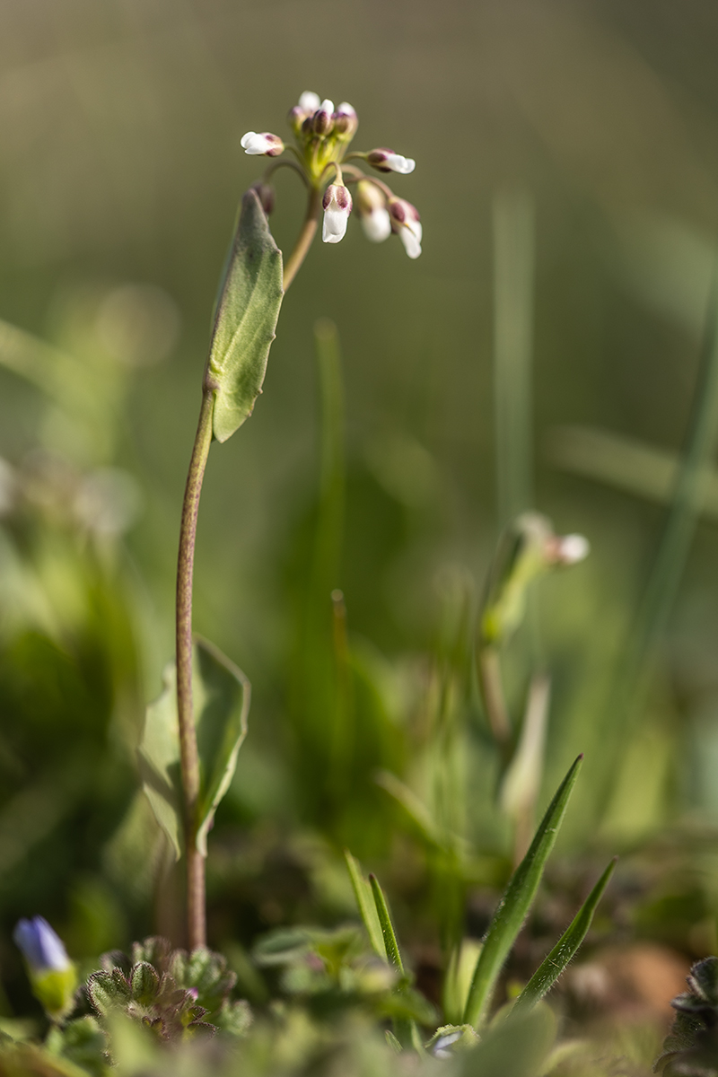 Image of Microthlaspi perfoliatum specimen.