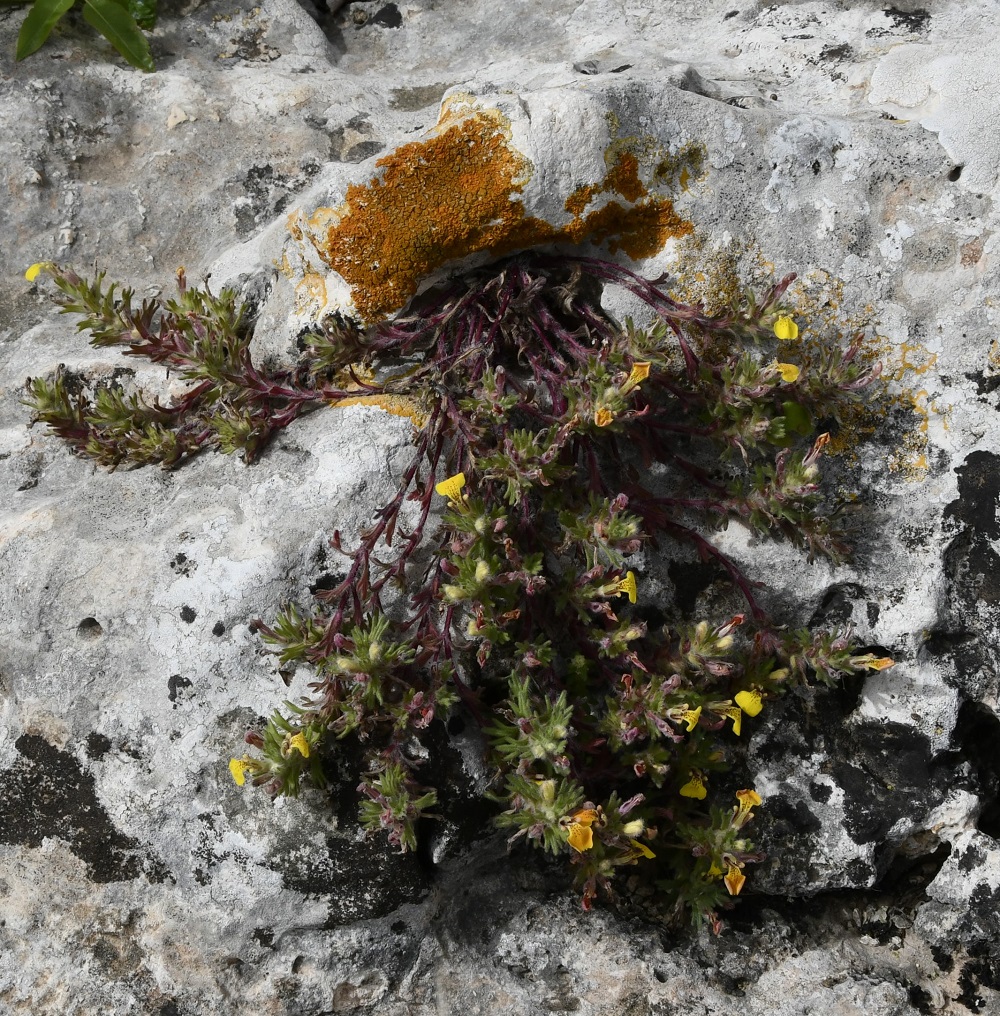 Image of Ajuga iva specimen.