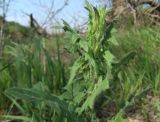 Sisymbrium loeselii