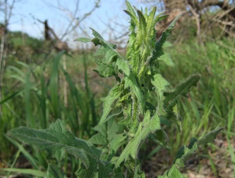 Image of Sisymbrium loeselii specimen.