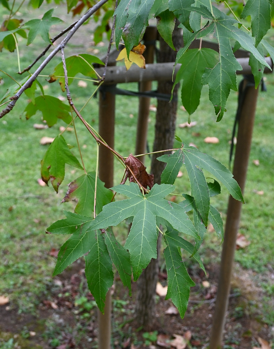 Изображение особи Liquidambar styraciflua.