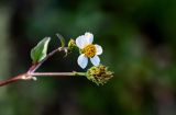 Bidens pilosa