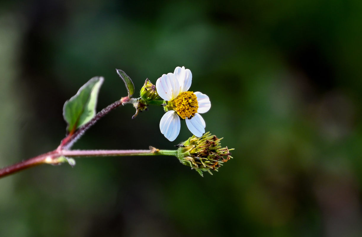 Изображение особи Bidens pilosa.