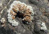 Lecanora valesiaca. Таллом с апотециями на карбонатном субстрате. Казахстан. Туркестанская обл., Толебийский р-н, Зап. Тянь-Шань, Сайрам-Угамский нац. парк; выс. 1950 м н.у.м., междуречье рек Каскасу и Сайрам-су, пологое каменистое поднятие с редким можжевельником. 27.04.2026.