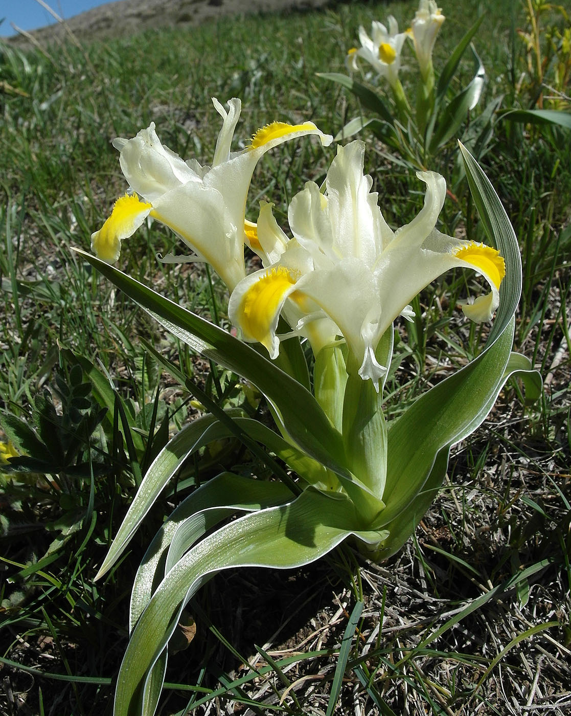 Image of Juno orchioides specimen.
