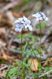 Cardamine trifida. Верхушка цветущего растения. Приморский край, ЗАТО Фокино, о. Путятина, смешанный лес. 26.04.2026.