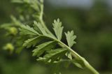 View full-size image Potentilla supina subspecies paradoxa