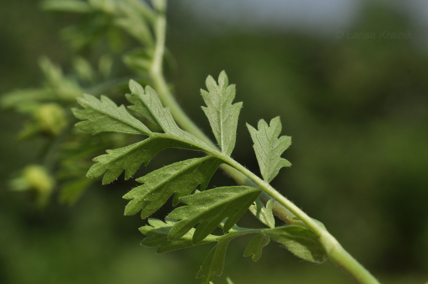 Image of Potentilla supina ssp. paradoxa specimen.