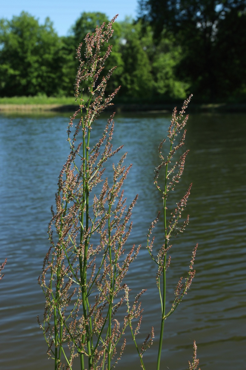 Image of Rumex thyrsiflorus specimen.