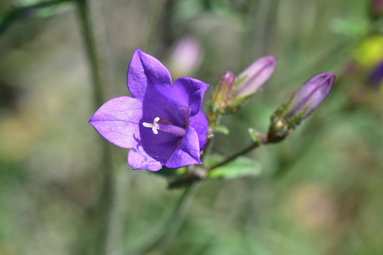 Image of genus Campanula specimen.