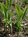Convallaria keiskei. Бутонизирующие растения. Хабаровский край, г. Комсомольск-на-Амуре, берег ручья Тёплый ключ. 27.05.2026.