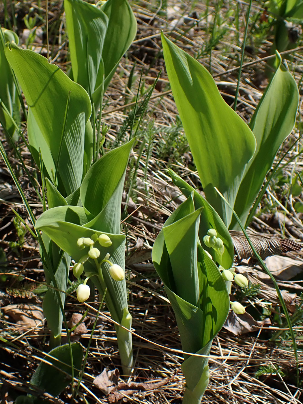 Изображение особи Convallaria keiskei.