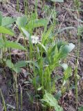 Viola accrescens