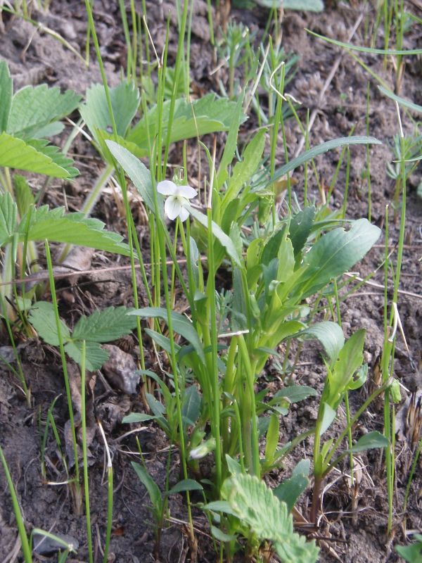 Изображение особи Viola accrescens.