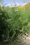genus Allium