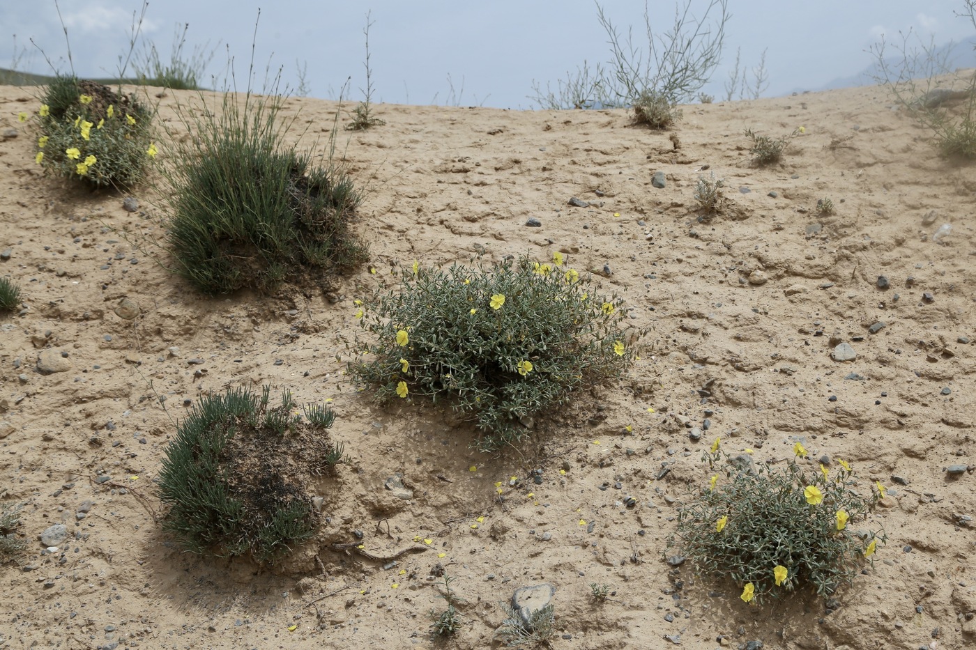 Image of Helianthemum songaricum specimen.