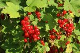 Ribes rubrum. Соплодия и листья. Беларусь, Витебская обл., пос. Езерище, сад. 11.07.2026.