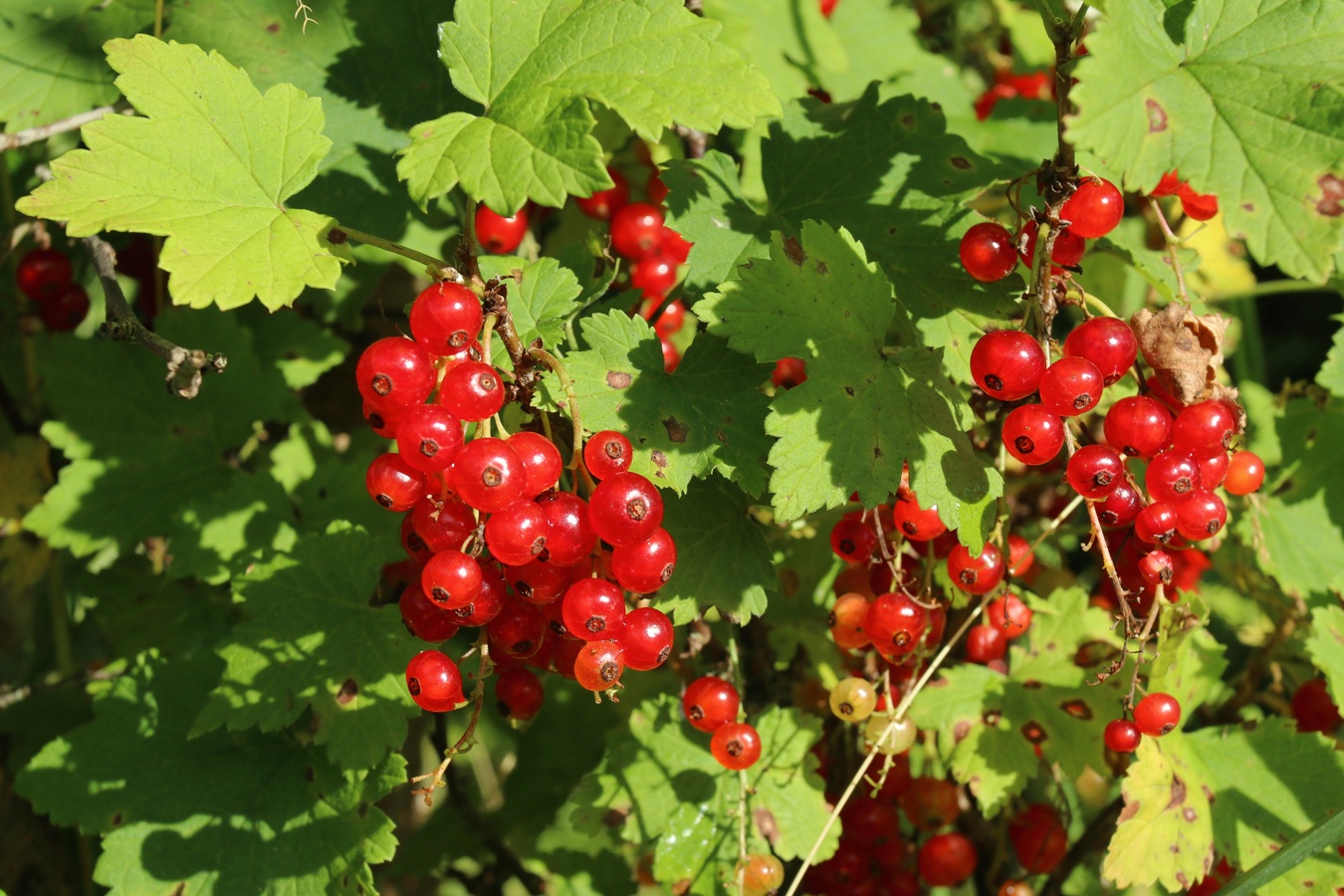Image of Ribes rubrum specimen.