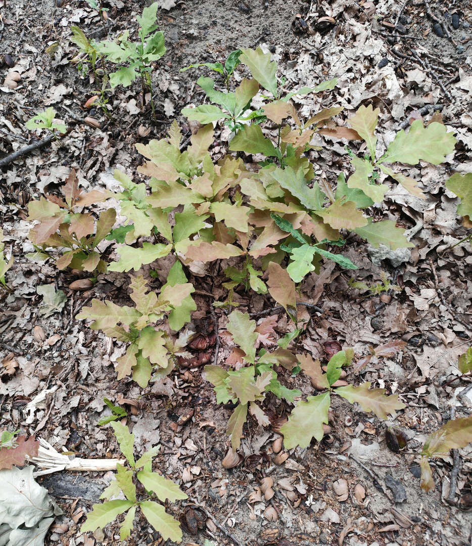 Изображение особи Quercus robur.