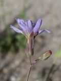 Lactuca tatarica. Цветущее и развивающееся соцветия. Таджикистан, Горно-Бадахшанская автономная обл., Рошткалинский р-н, окр. кишлака Дашт, дол. р. Шахдара, ≈ 2600 м н.у.м., обочина грунтовой дороги в пойме. 1 июля 2026 г.