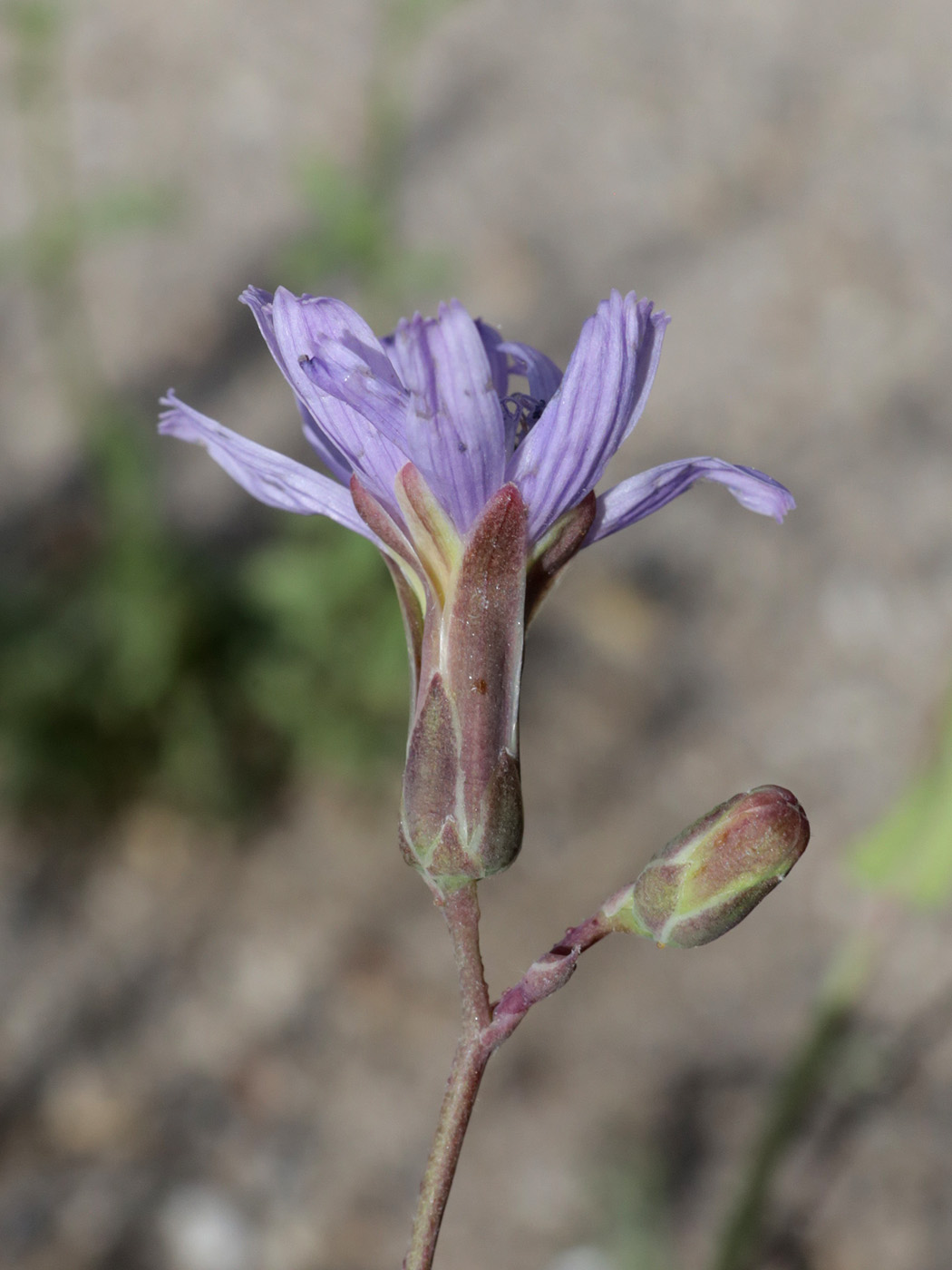 Image of Lactuca tatarica specimen.