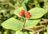 Lonicera tatarica. Плодоносящий побег. Московская обл., г Одинцово, в культуре. Июль 2026 г.