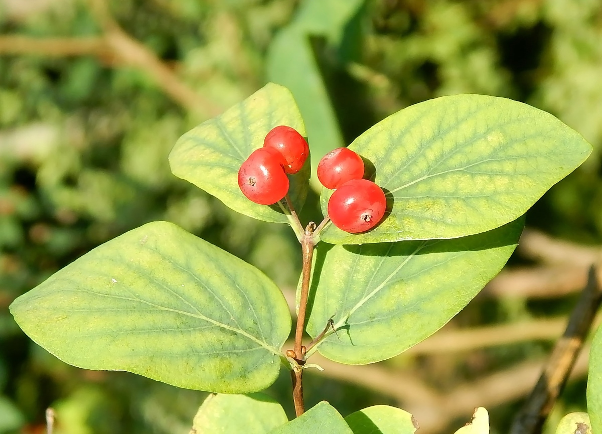 Image of Lonicera tatarica specimen.