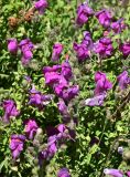 Antirrhinum cirrhigerum