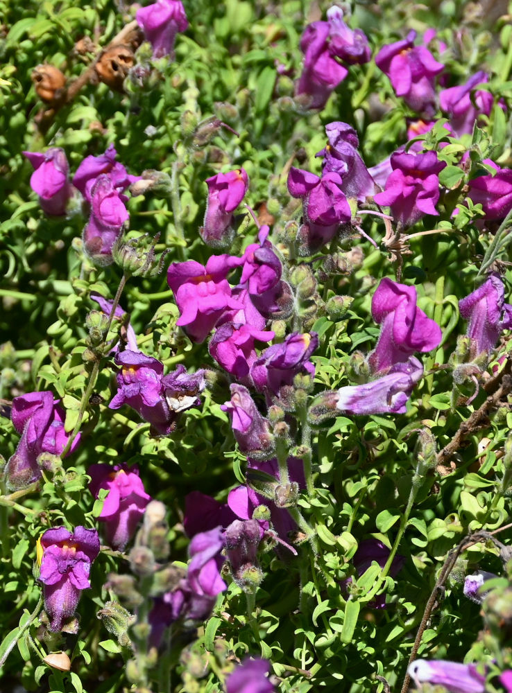 Изображение особи Antirrhinum cirrhigerum.