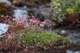 genus Saxifraga. Цветущее растение на задернованном камне. Хабаровский край, Охотский р-н, гора Ветреная, 1300 м н.у.м., горный ключ. 29.07.2026.