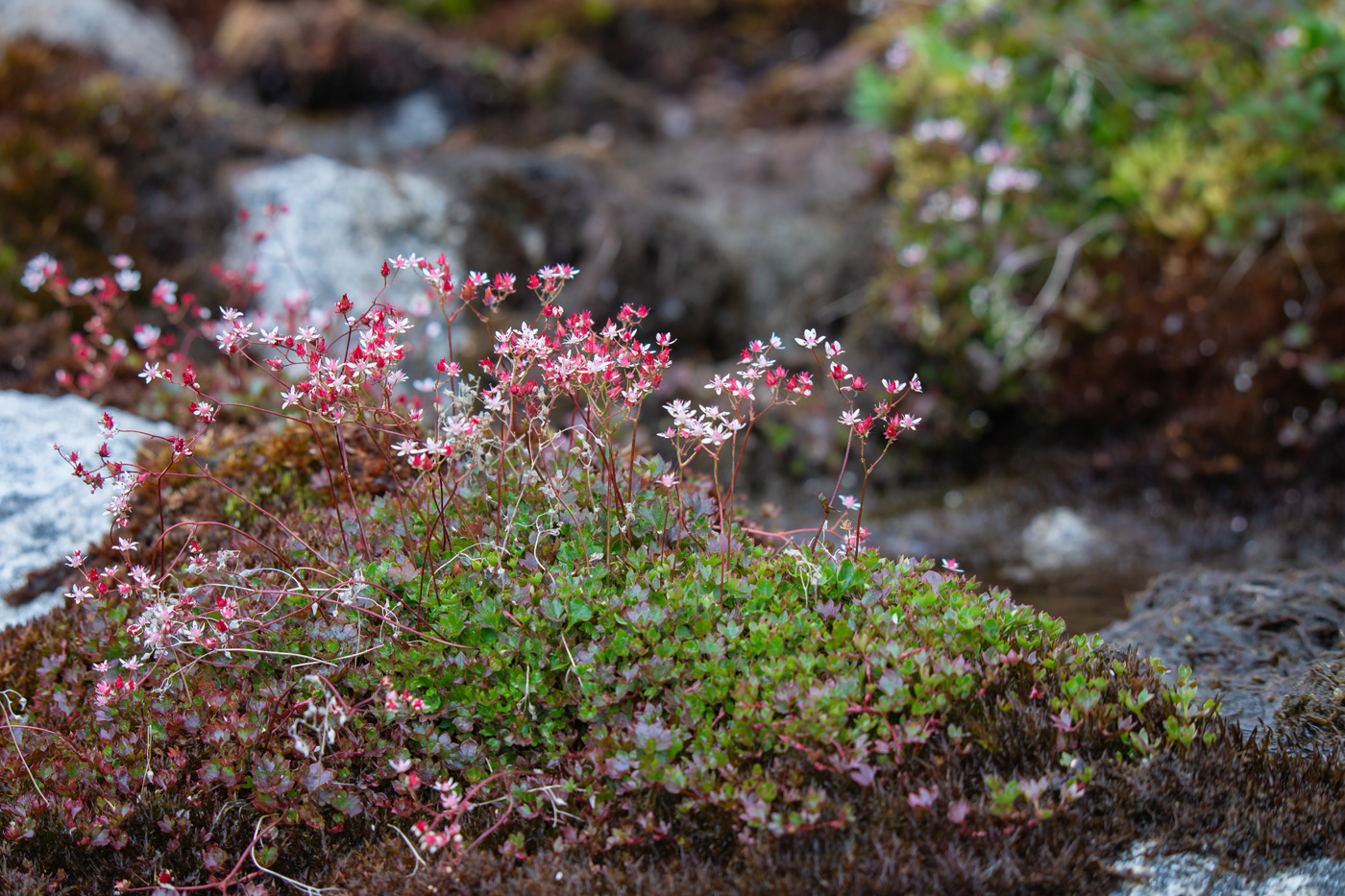 Image of genus Saxifraga specimen.