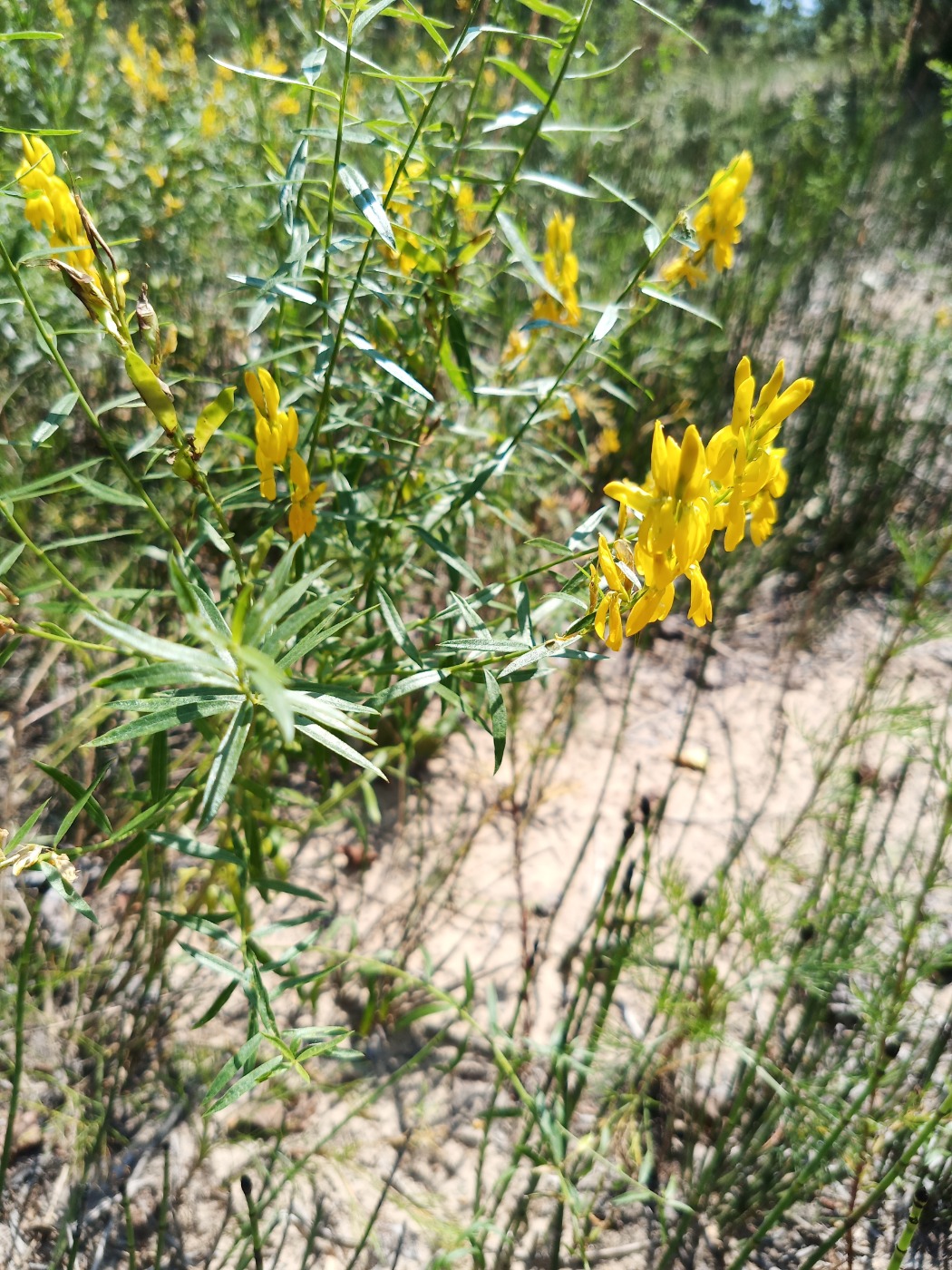 Image of genus Genista specimen.