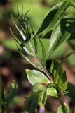 Lathyrus vernus