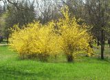 genus Forsythia