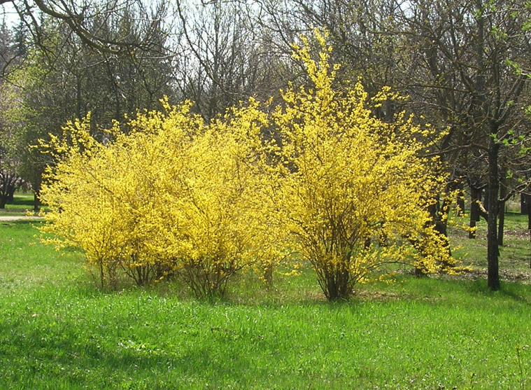 Изображение особи род Forsythia.