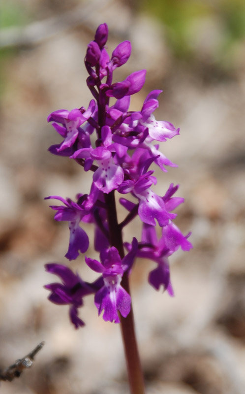 Изображение особи Orchis mascula.