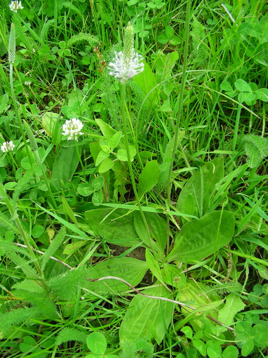 Image of Plantago media specimen.