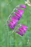 Gladiolus tenuis. Верхушка цветущего растения. Чувашия, Шемуршинский р-н, Национальный парк \"Чаваш вармане\". 18.06.2011.