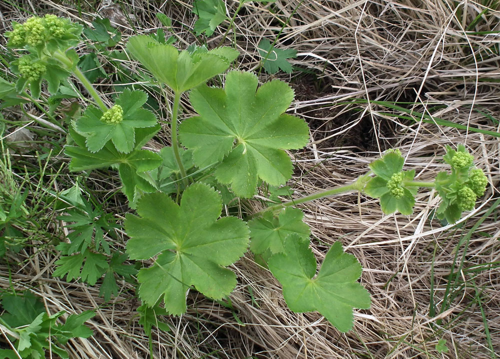 Изображение особи род Alchemilla.