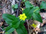 Lysimachia nemorum. Верхушка цветущего побега. Украина, Ивано-Франковская обл., Надворнянский р-н, Природный заповедник \"Горганы\", грунтовая дорога в еловом лесу. 18 июня 2011 г.