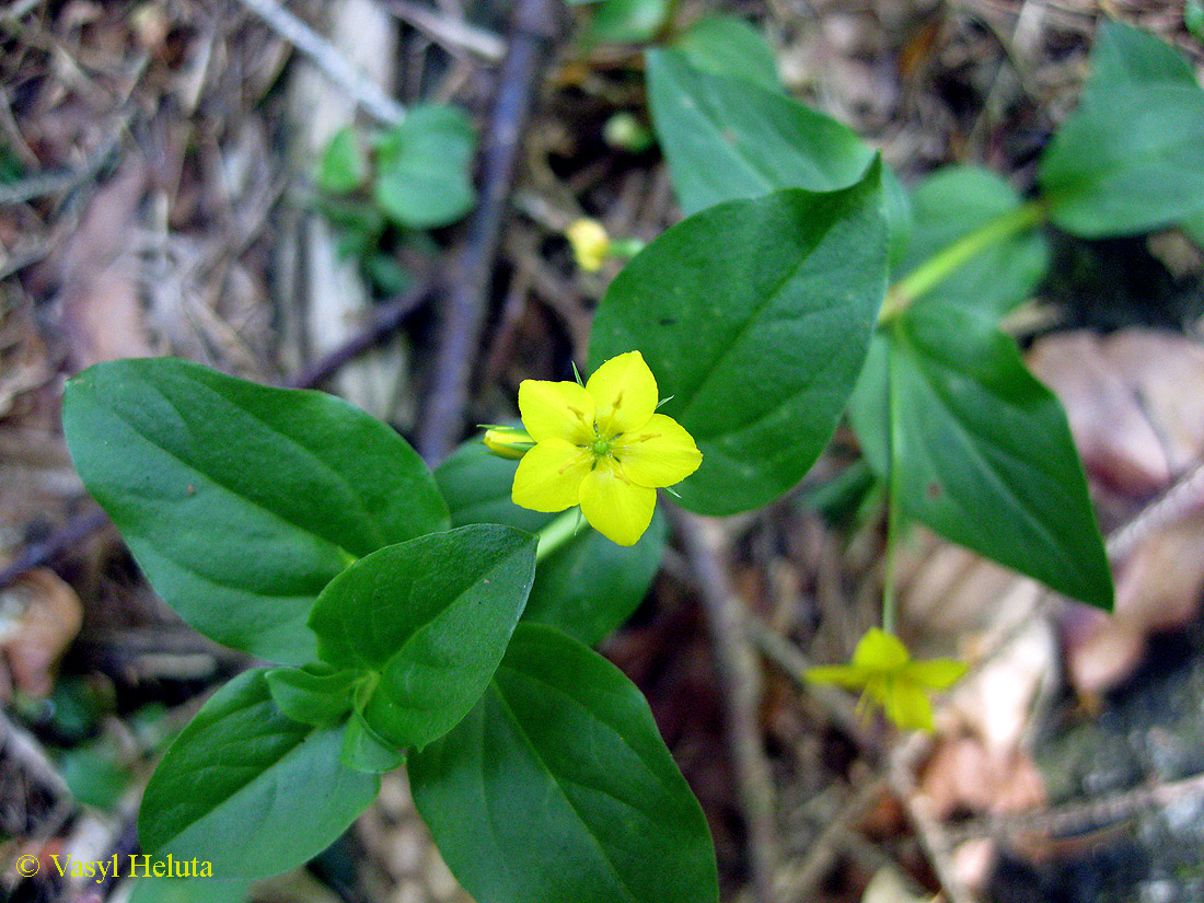 Изображение особи Lysimachia nemorum.