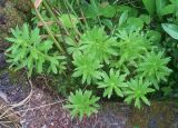 Rhodiola stephanii
