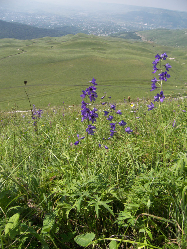 Image of Delphinium dasycarpum specimen.