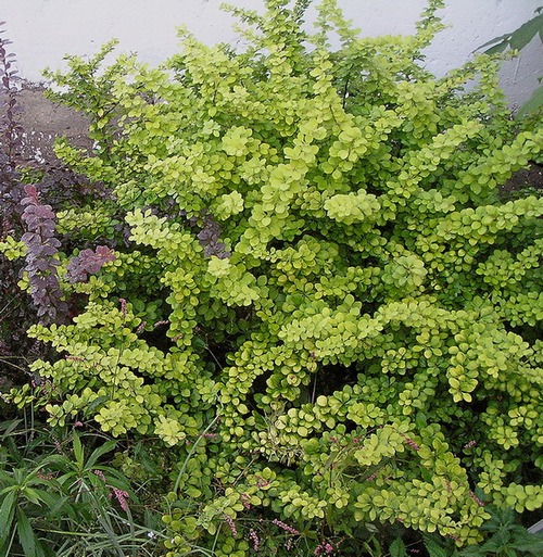 Image of Berberis thunbergii specimen.