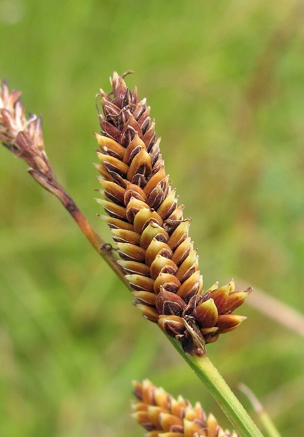 Изображение особи род Carex.